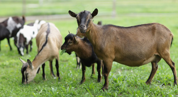 éleveur de chèvre dans le Loir-et-Cher (41)
