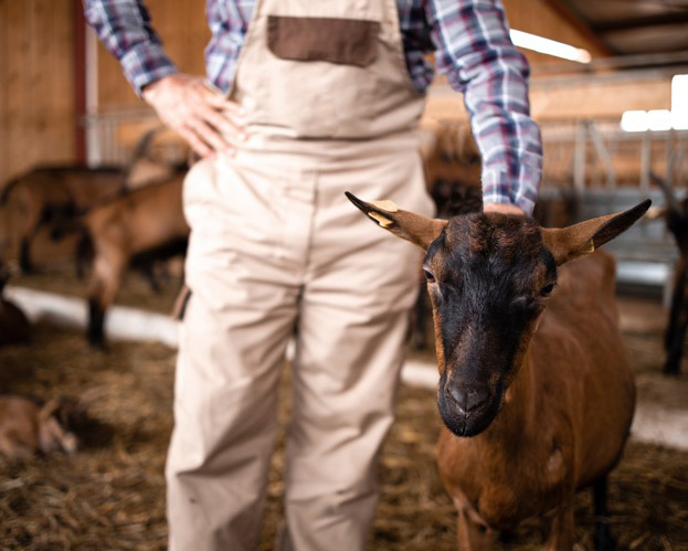 éleveur de chèvre dans le Loir-et-Cher (41)
