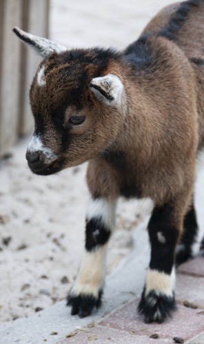 éleveur de chèvre dans le Loir-et-Cher (41)
